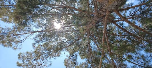 Bill McNeel Park